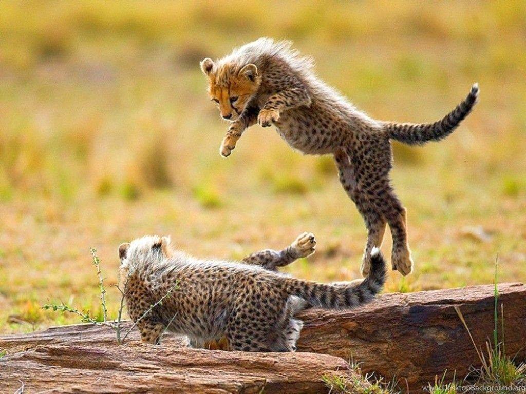 Cheetah Cubs Wallpapers Wallpaper Cave