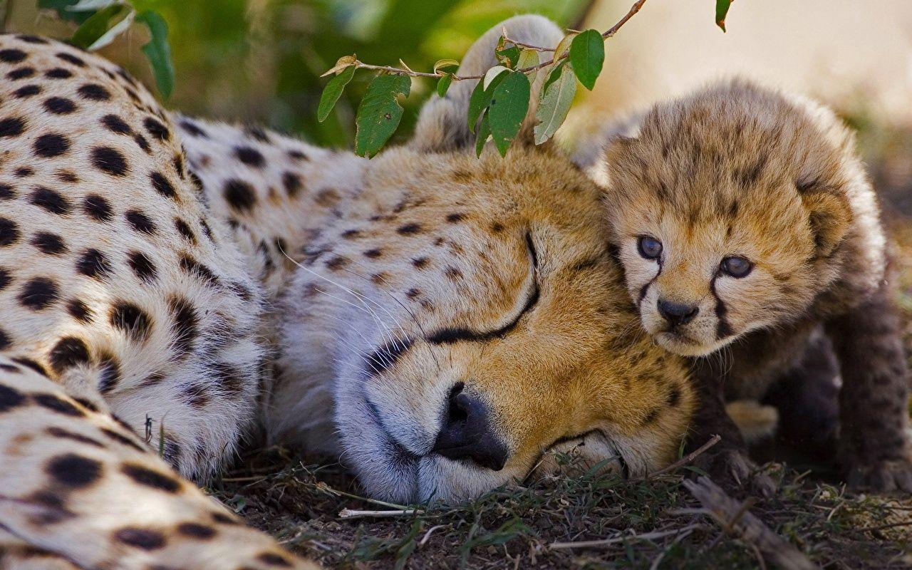 Cheetah Cubs Wallpapers Wallpaper Cave