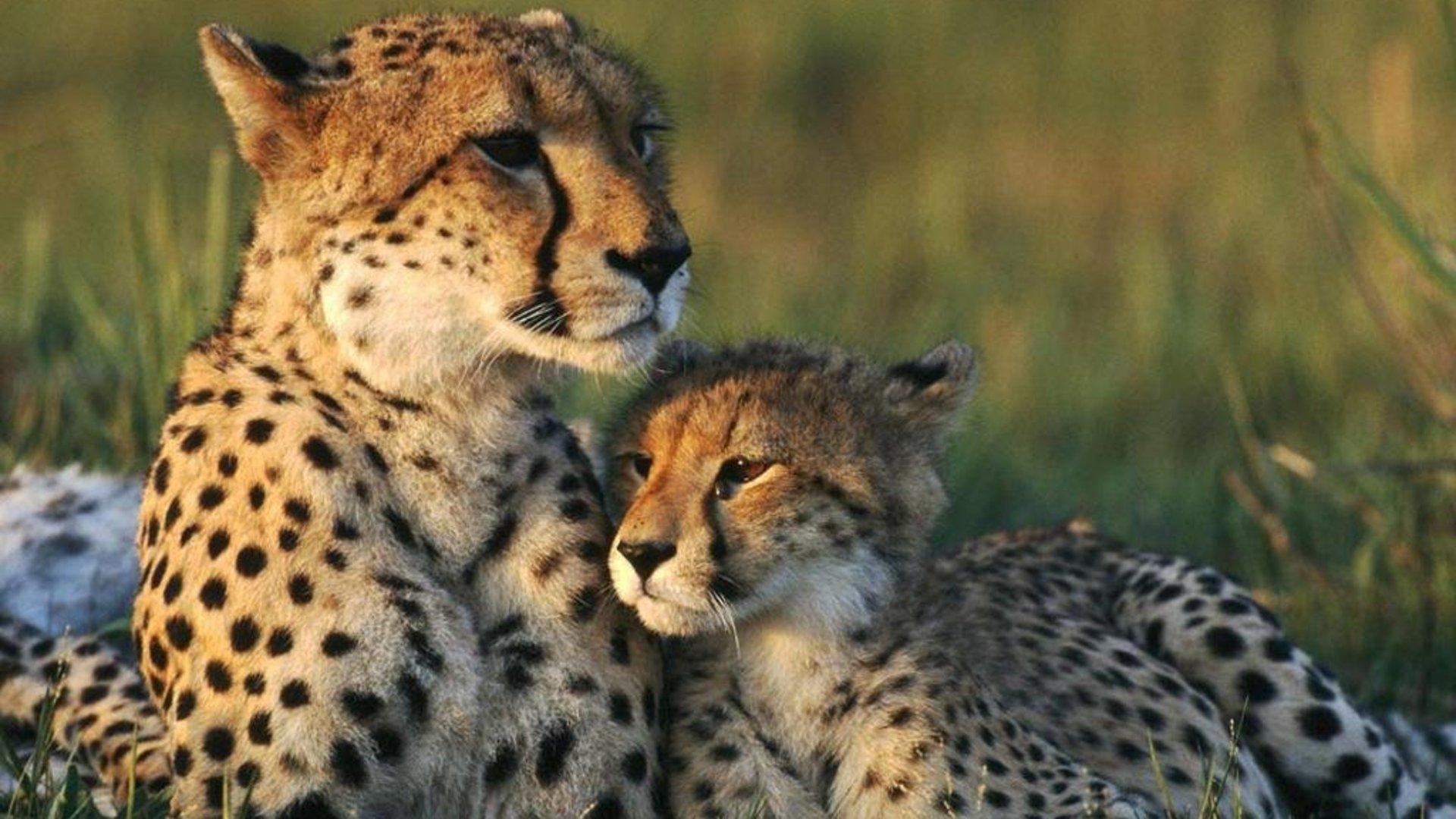 Cheetah Cubs Wallpapers Wallpaper Cave