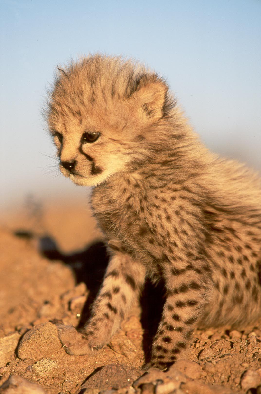 Cheetah Cubs Wallpapers Wallpaper Cave