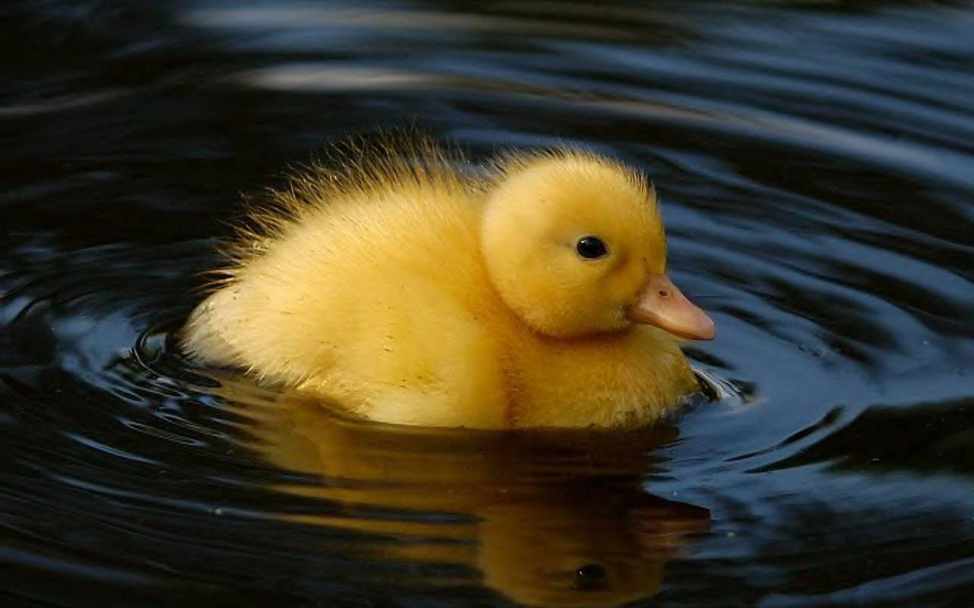 Animal Duck HD Wallpapers Wallpaper Cave
