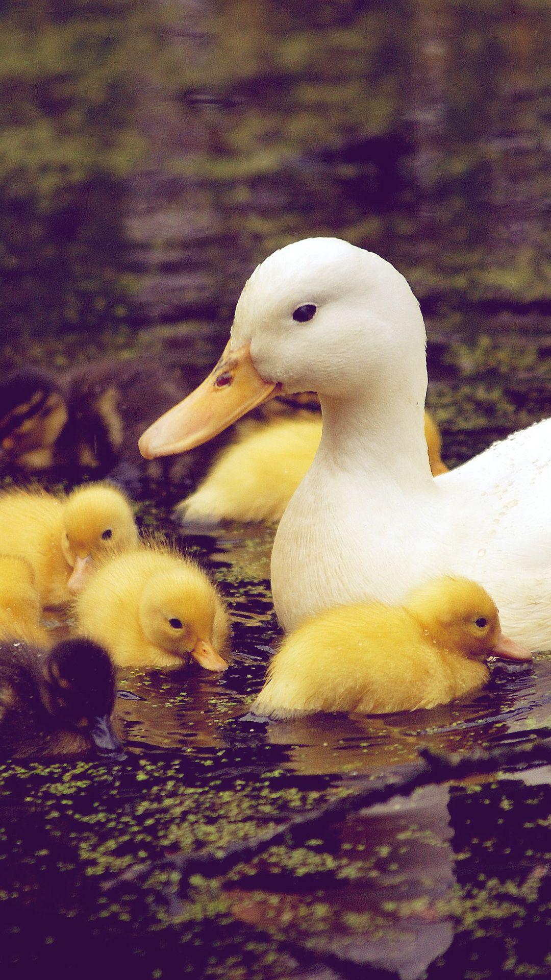 Baby Ducks Wallpapers Wallpaper Cave