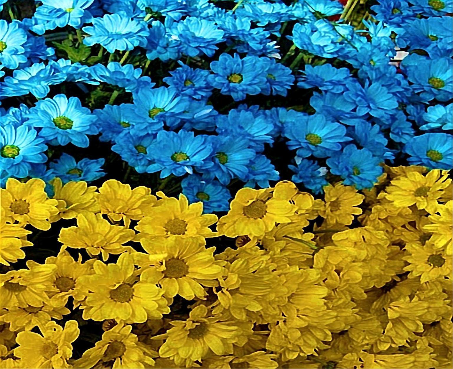 Ukraine Flag Wallpapers Wallpaper Cave