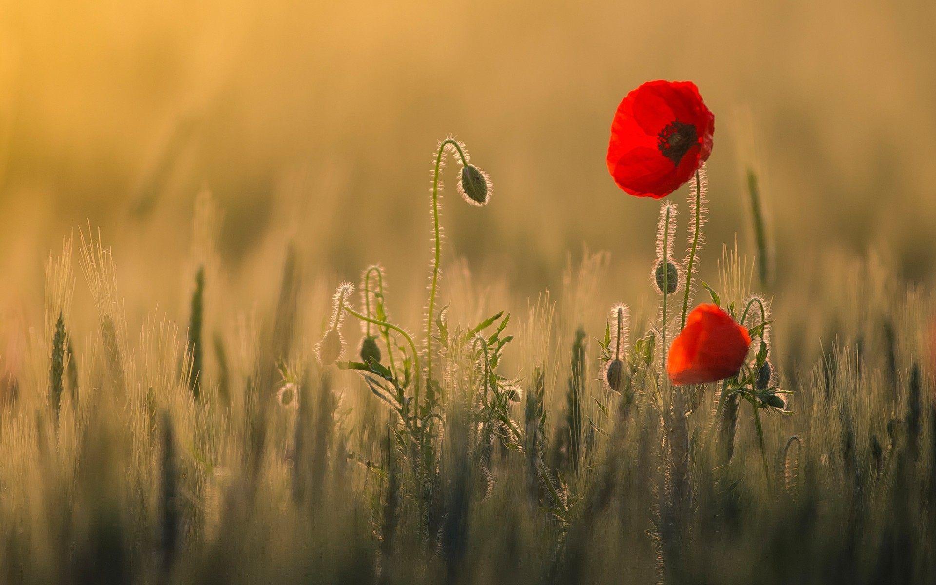Poppy Flowers Wallpapers Wallpaper Cave