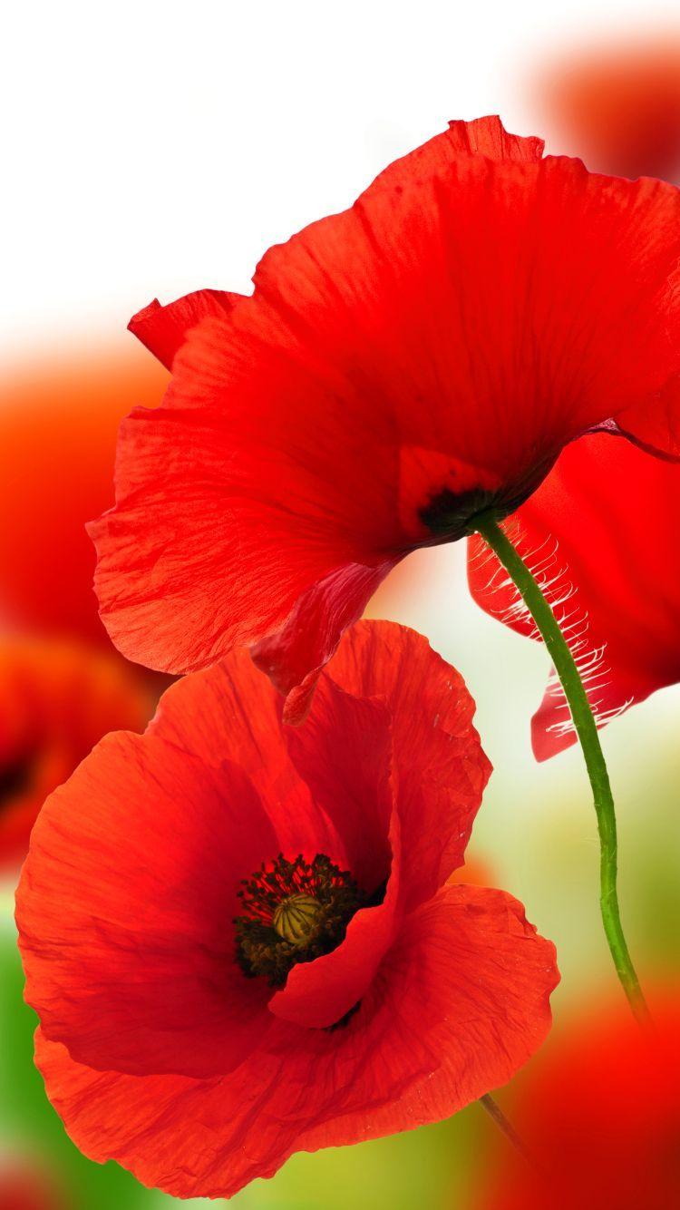 Poppy Flowers Wallpapers Wallpaper Cave