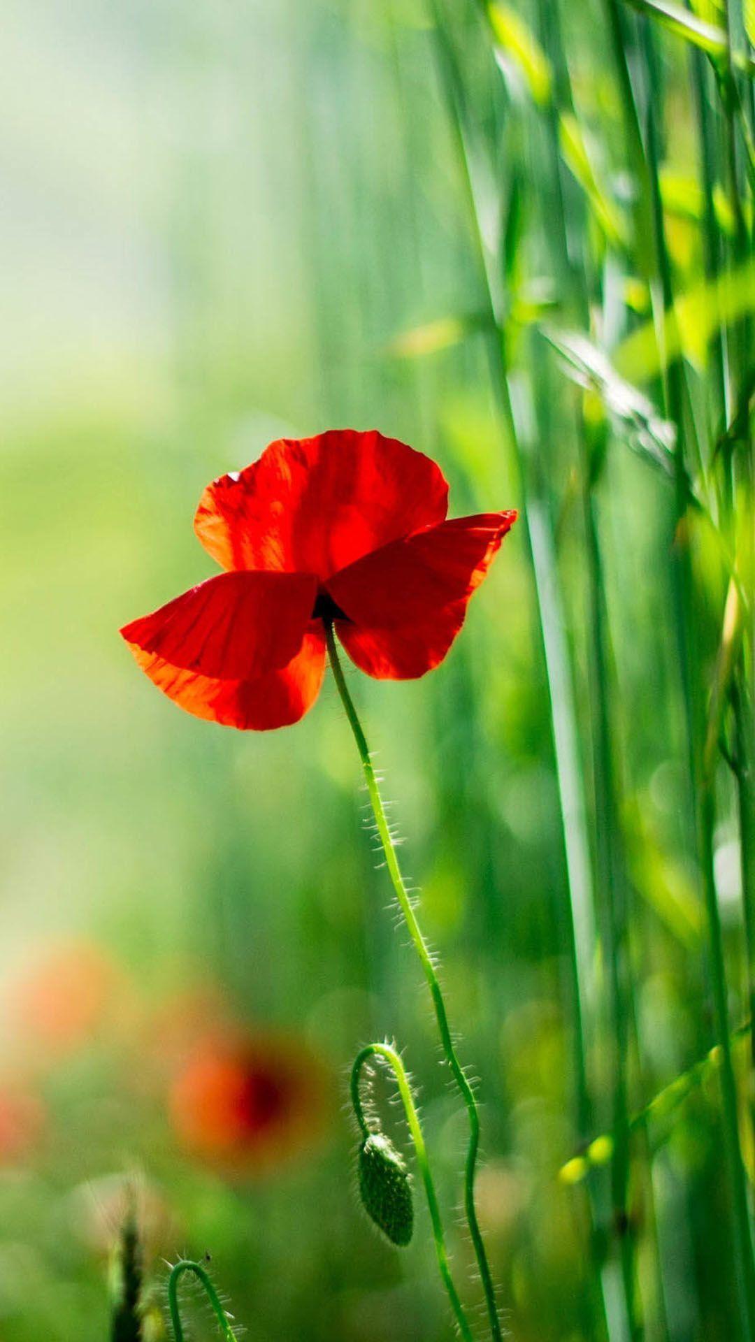 Poppy Flowers Wallpapers Wallpaper Cave
