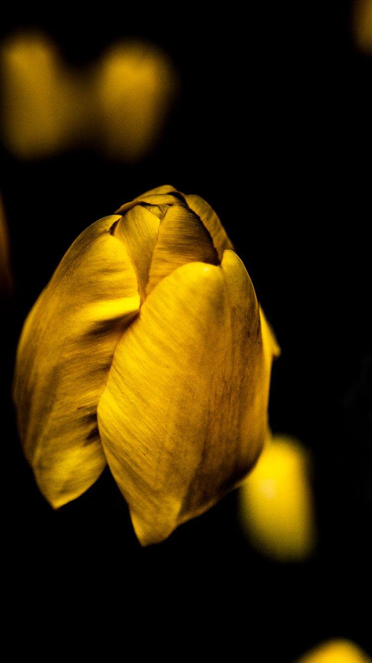 Yellow HD Wallpapers Wallpaper Cave