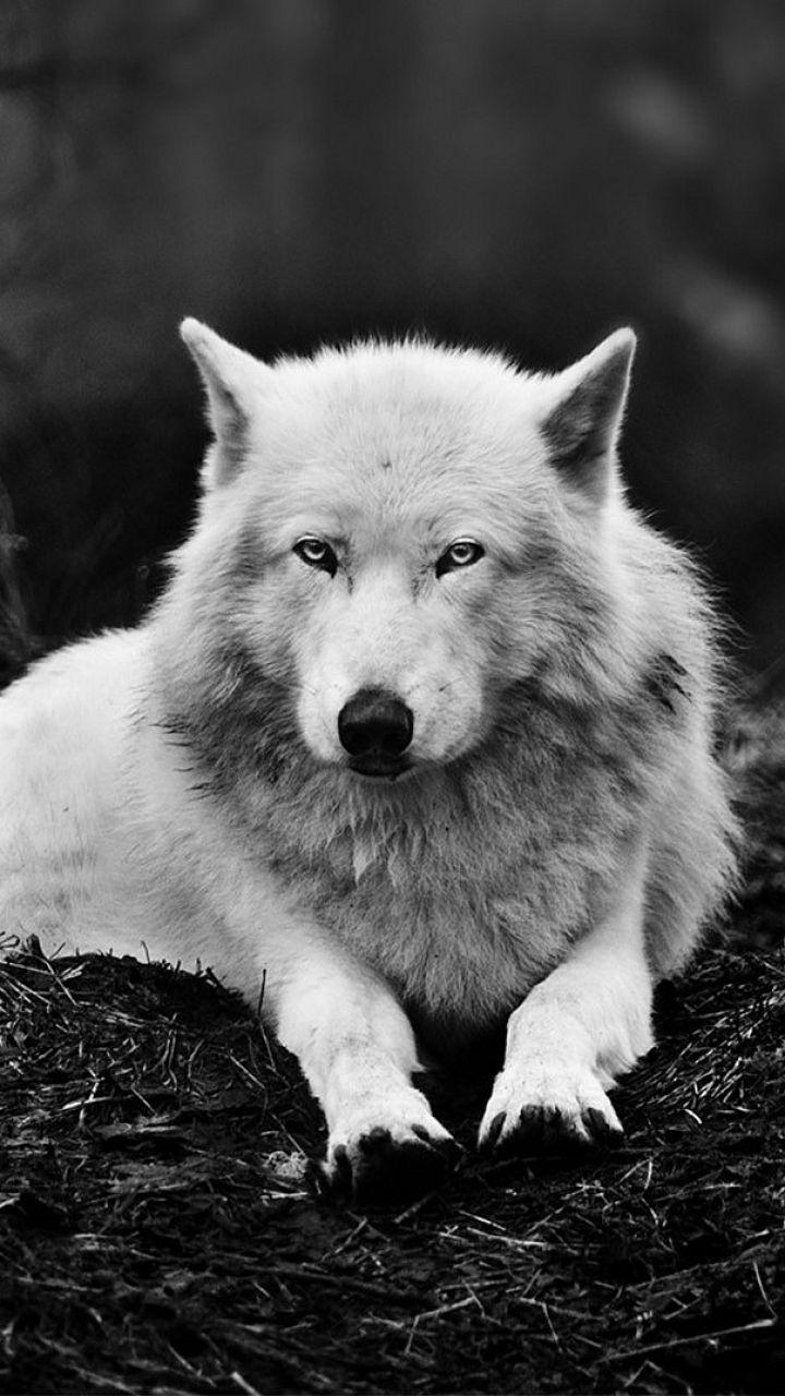 Iphone Black And White Wolf Wallpaper Red, brown, and purple wolf