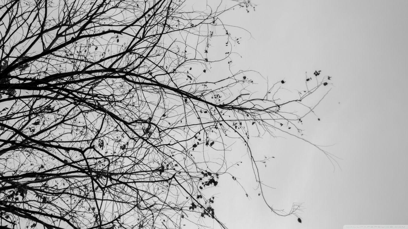 Branches Wallpapers Wallpaper Cave