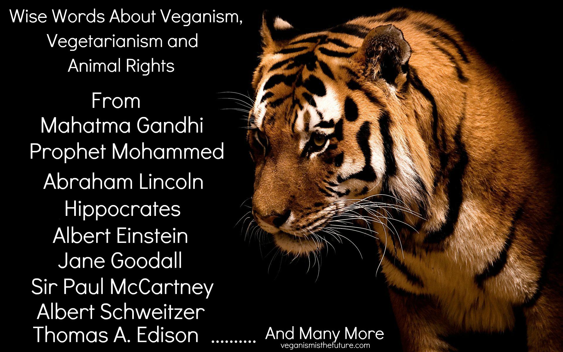 Animal Quotes Wallpapers Wallpaper Cave