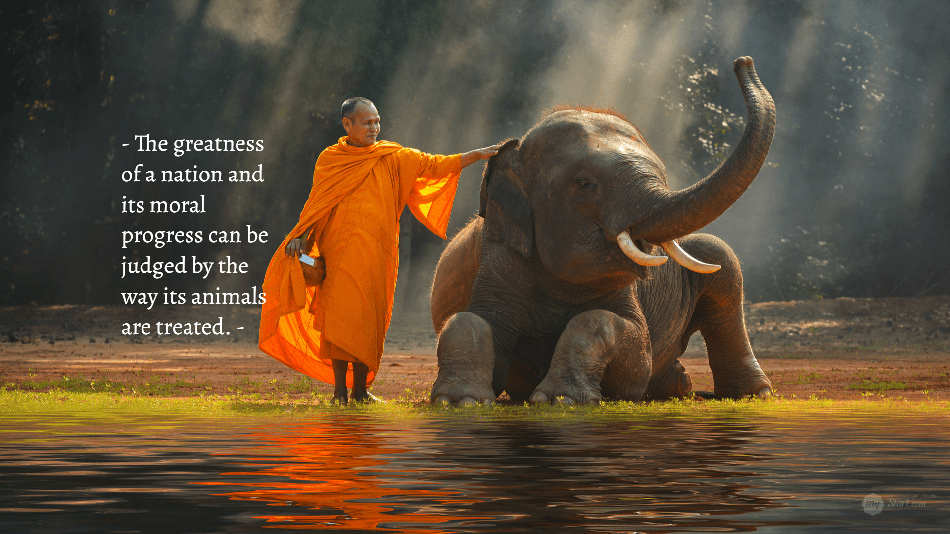 Animal Quotes Wallpapers Wallpaper Cave