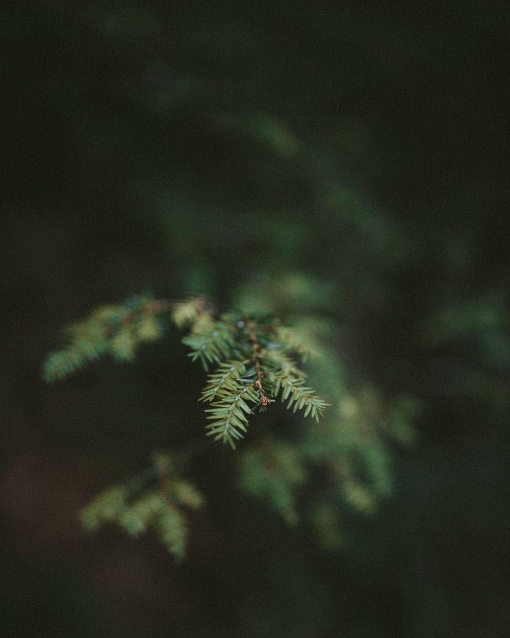 Green Aesthetics Wallpapers Wallpaper Cave