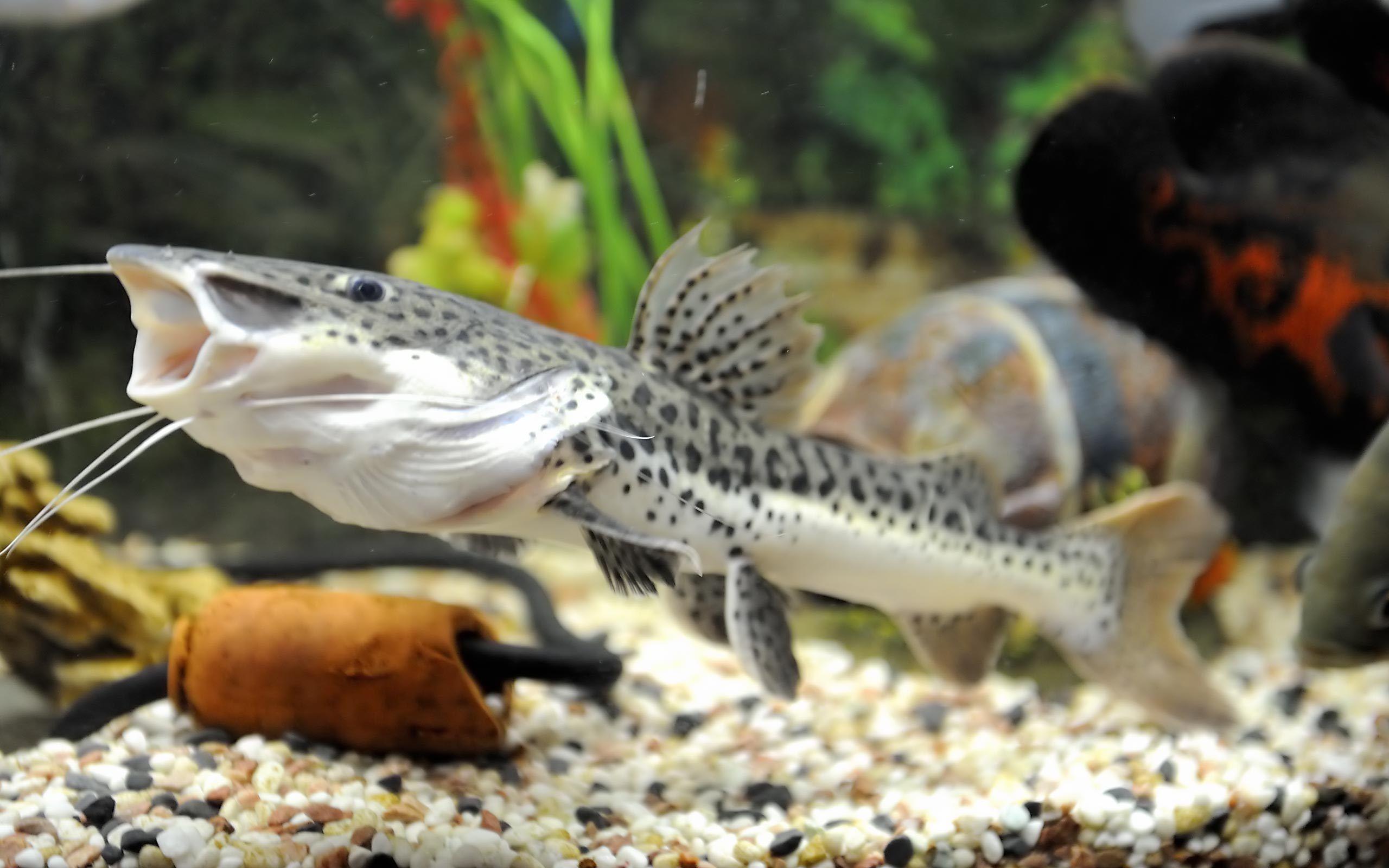 Premium Pet Food for Every Size & Life Stage NOW FRESH