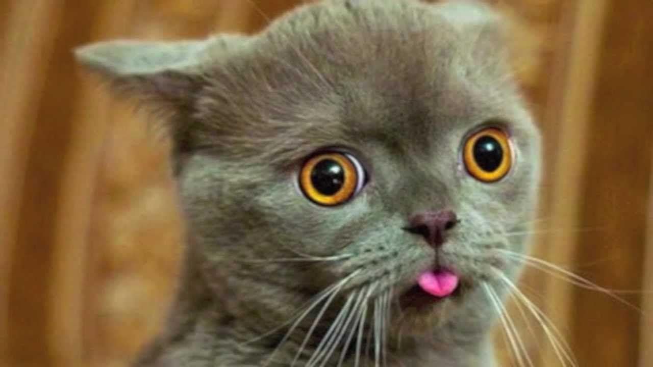 Cat Faces Wallpapers Wallpaper Cave