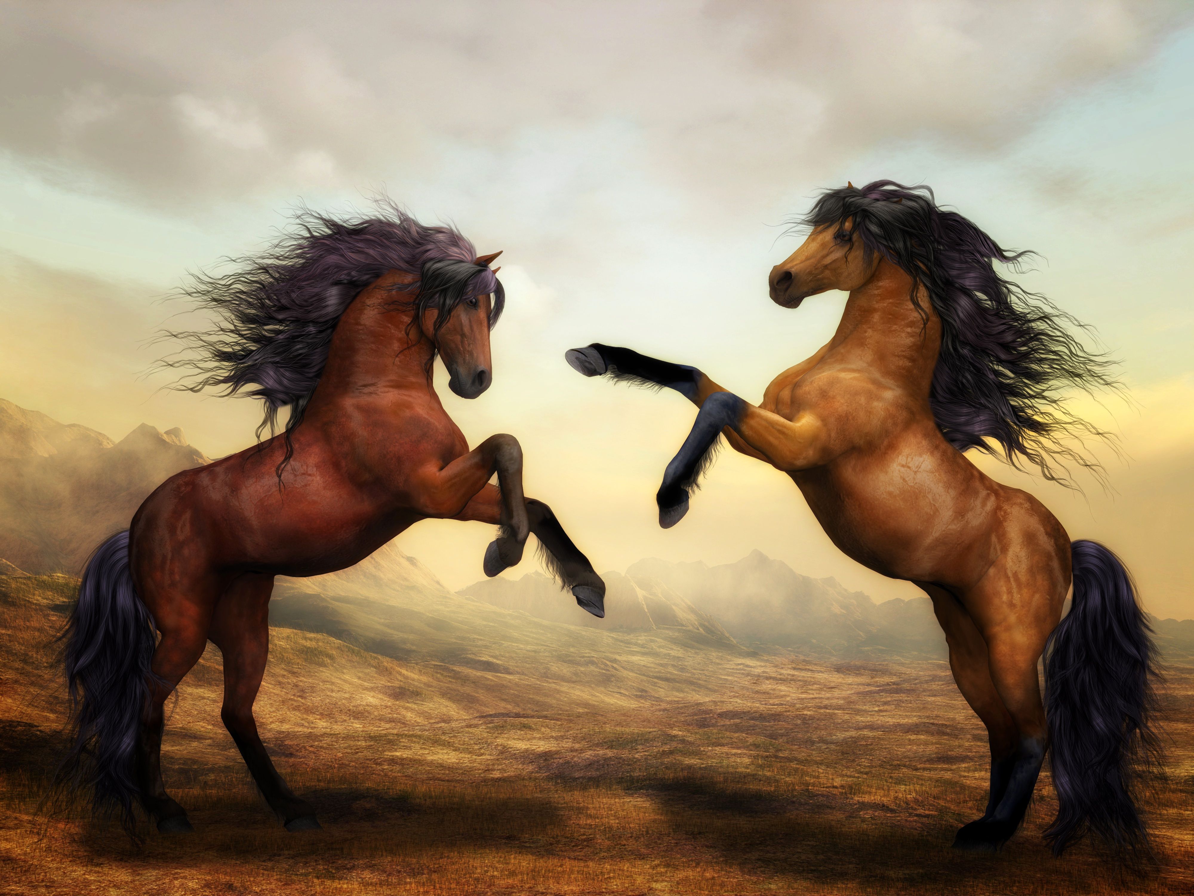 Horses Rearing Wallpapers Wallpaper Cave