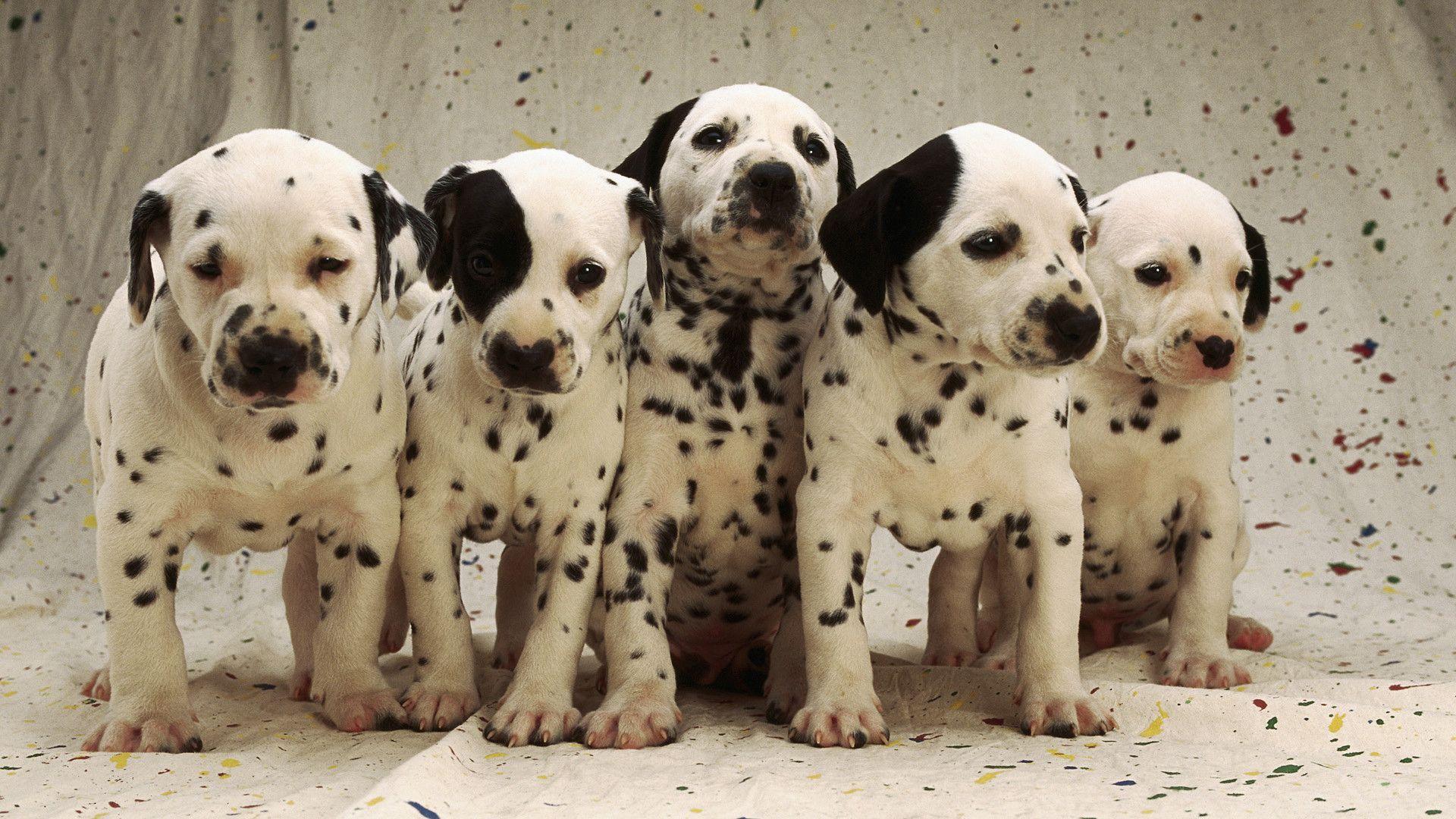 Dalmatians Wallpapers Wallpaper Cave