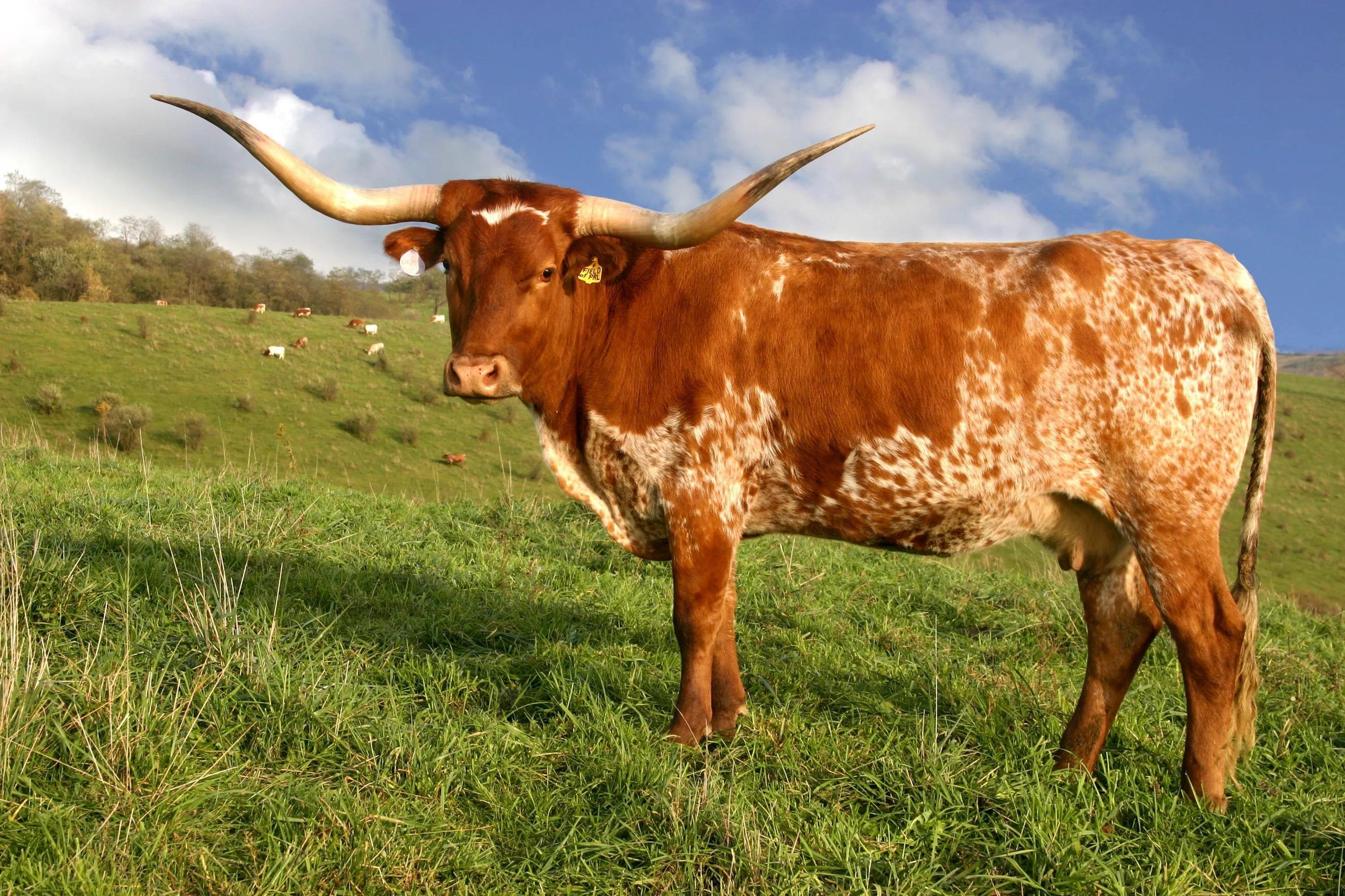 Texas Longhorn Cattle Wallpapers Wallpaper Cave