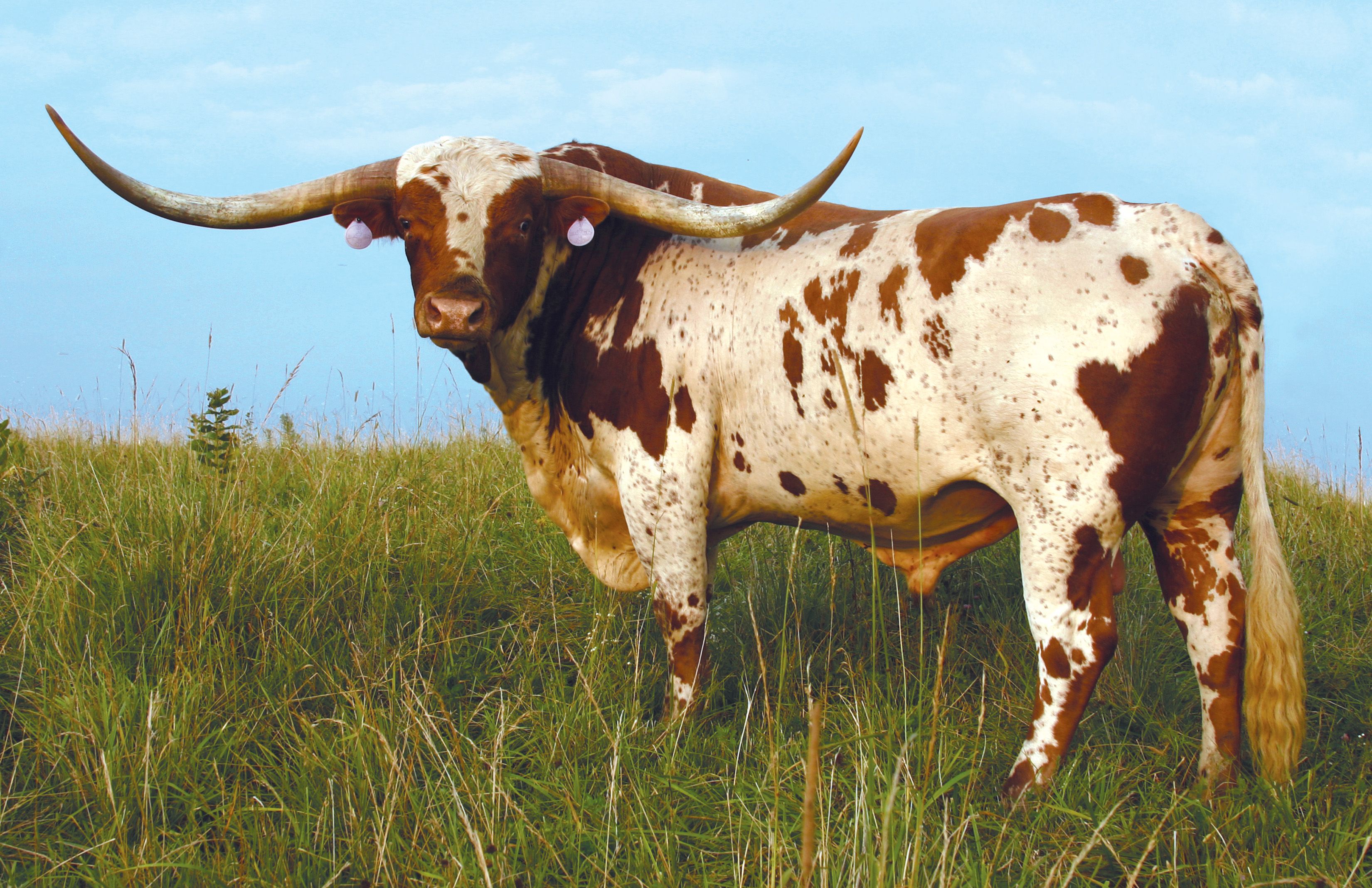 Texas Longhorn Cattle Wallpapers Wallpaper Cave