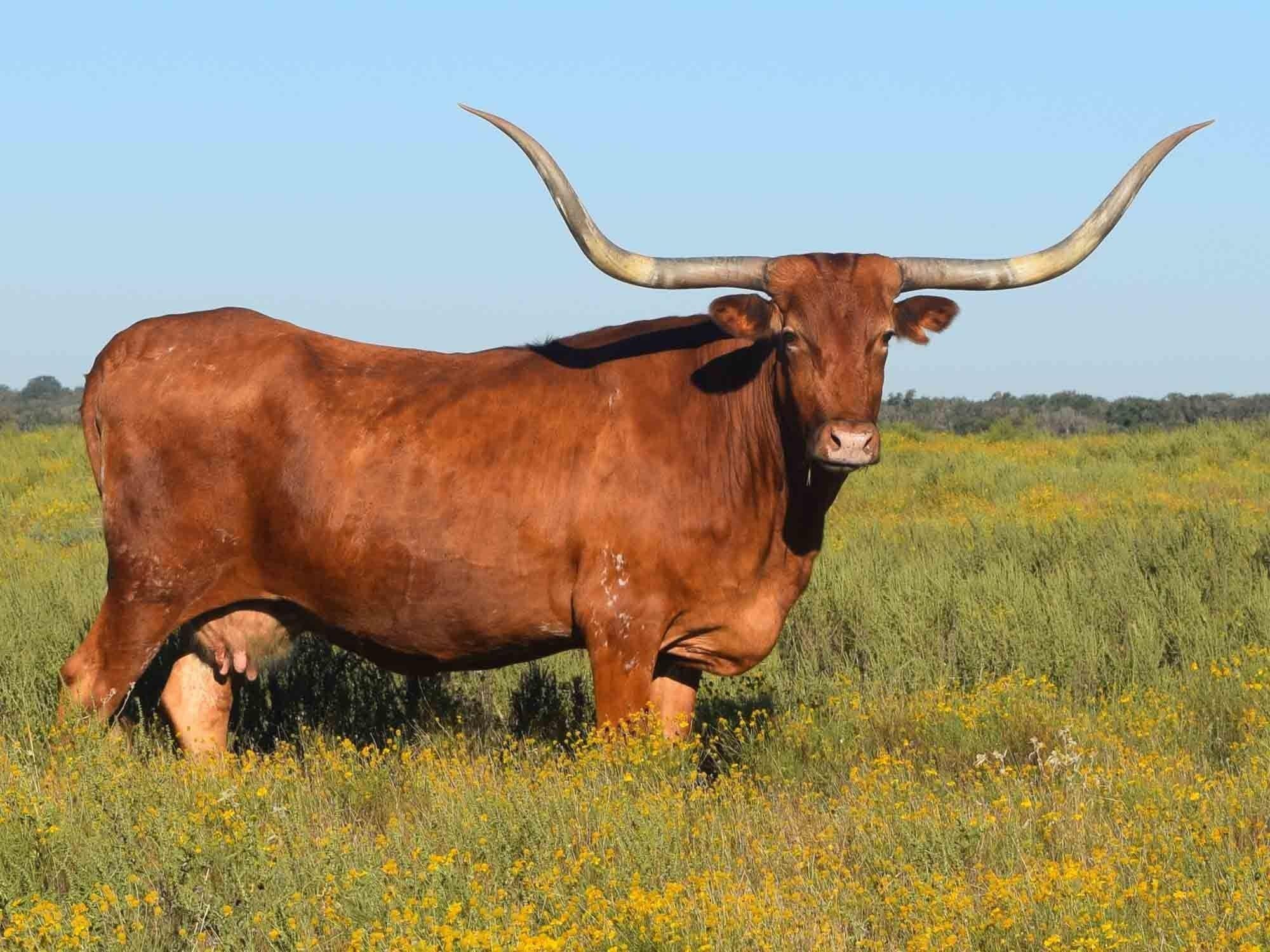 Texas Longhorn Cattle Wallpapers Wallpaper Cave
