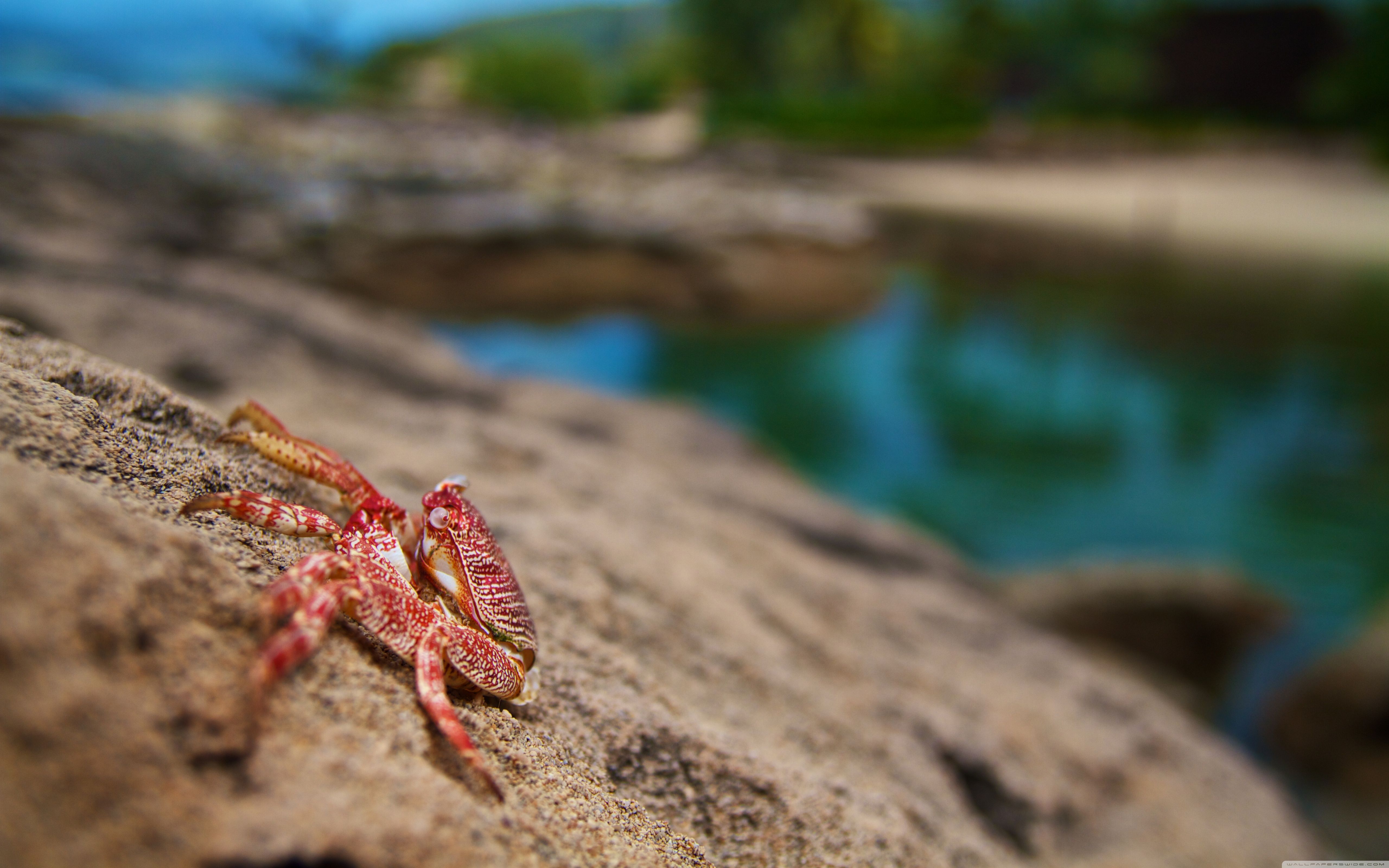 All Types Wallpapers Wallpaper Cave