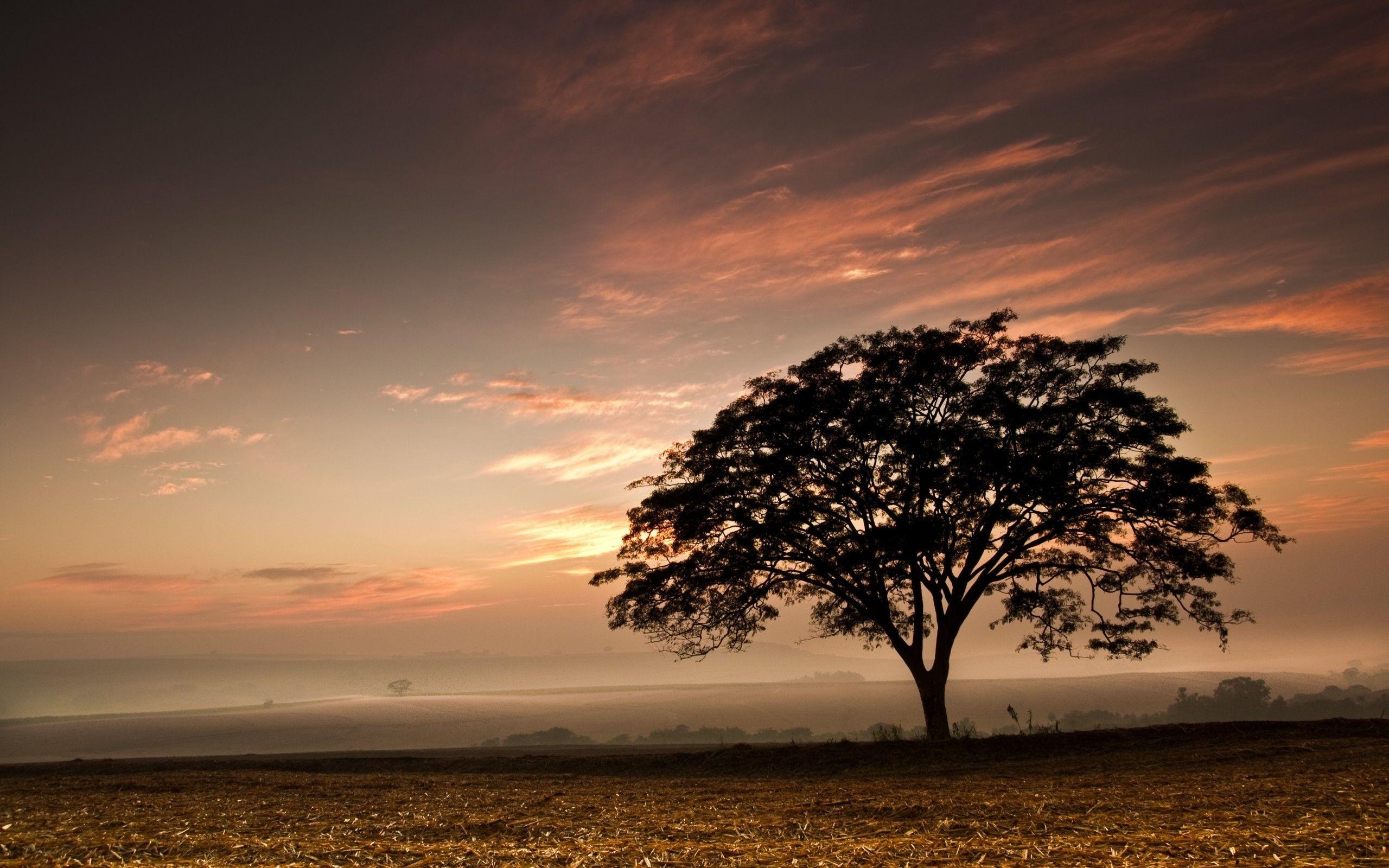 Dark Tree Wallpapers Wallpaper Cave