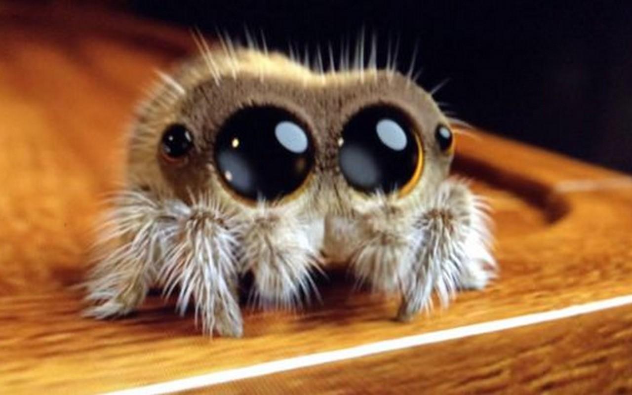 Lucas The Spider Wallpapers Wallpaper Cave