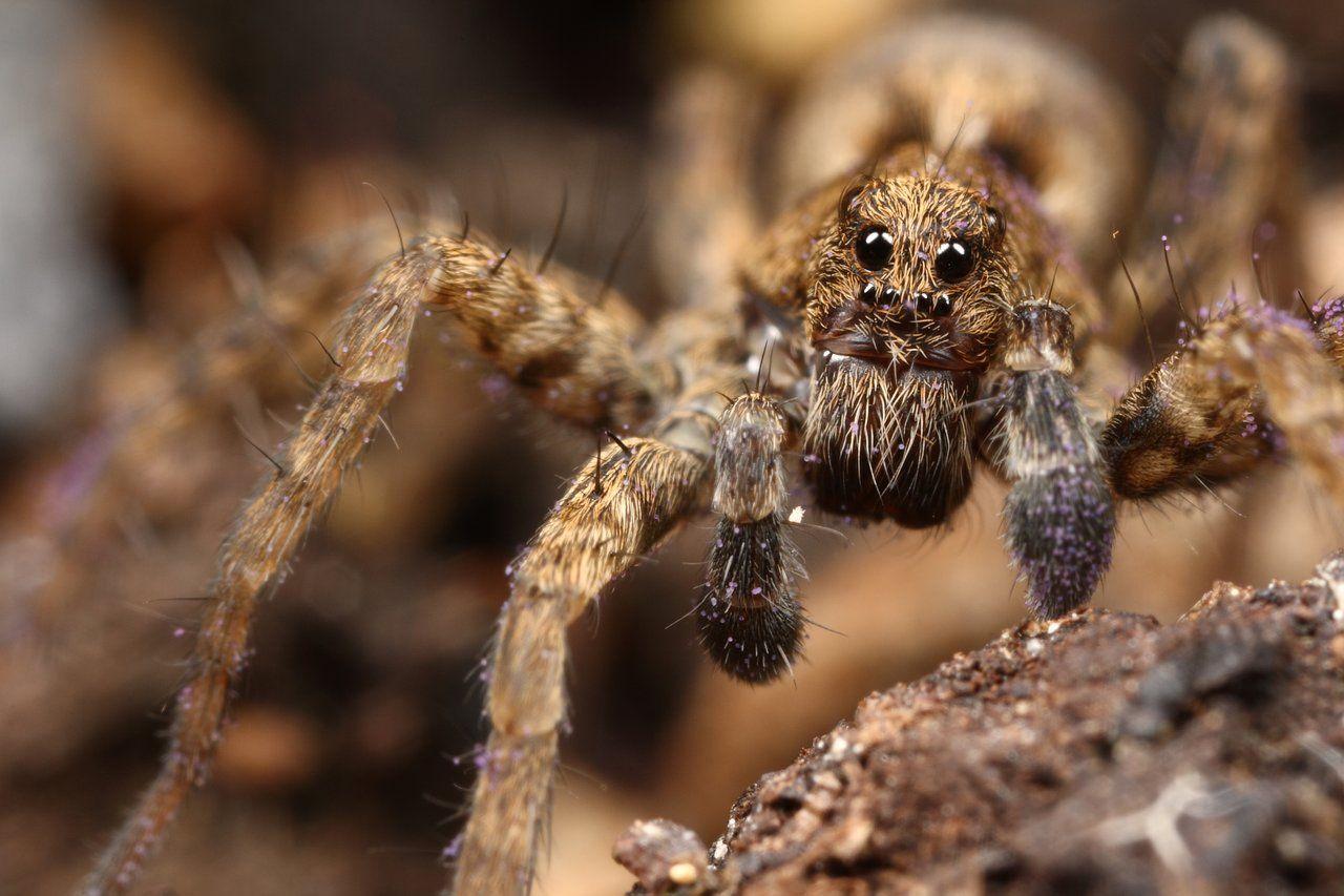 Wolf Spiders Wallpapers Wallpaper Cave
