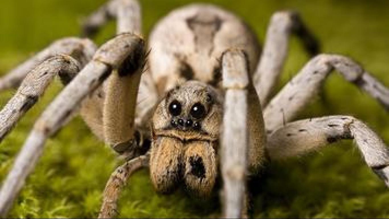 Wolf Spiders Wallpapers Wallpaper Cave