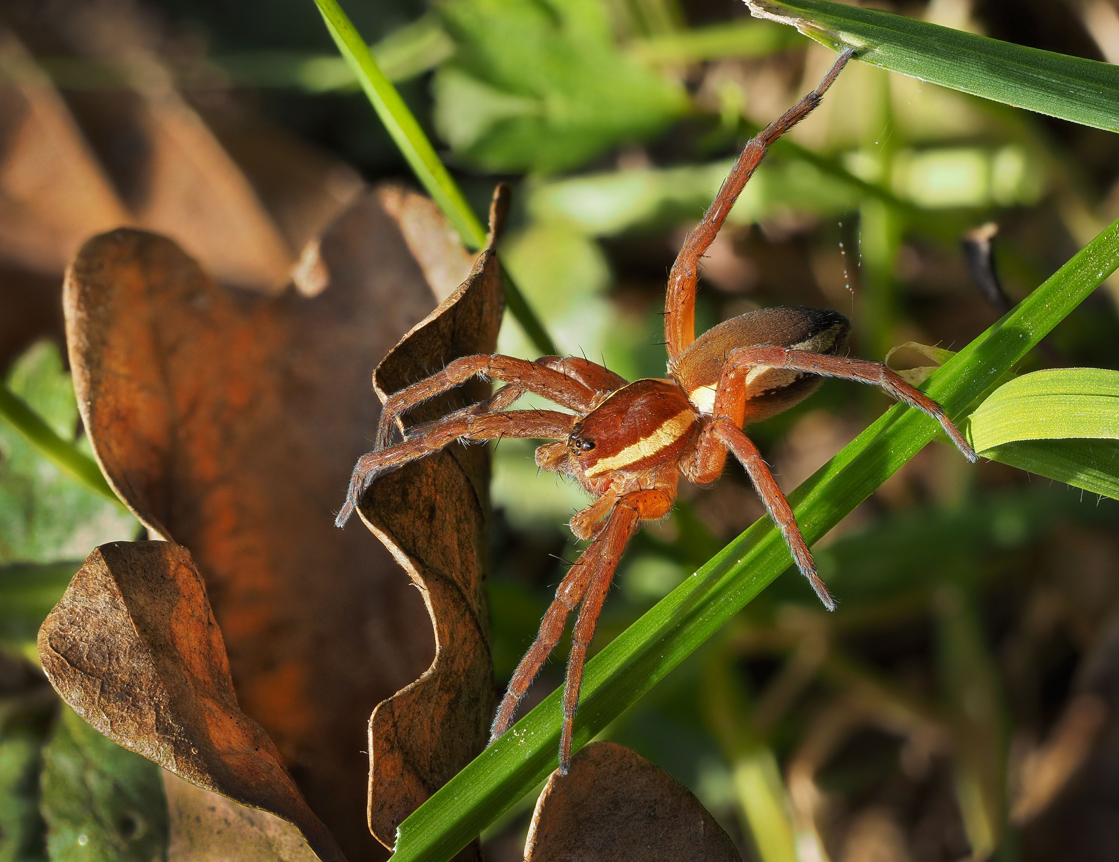 Wolf Spiders Wallpapers Wallpaper Cave