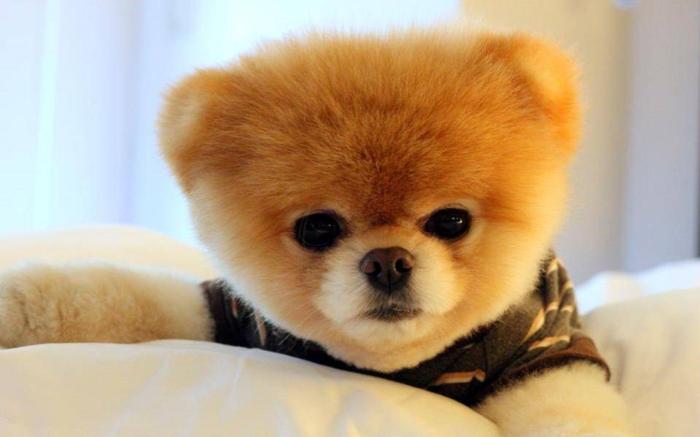 What Is Boo The Dog Net Worth What Is Boo The Dog Net Worth