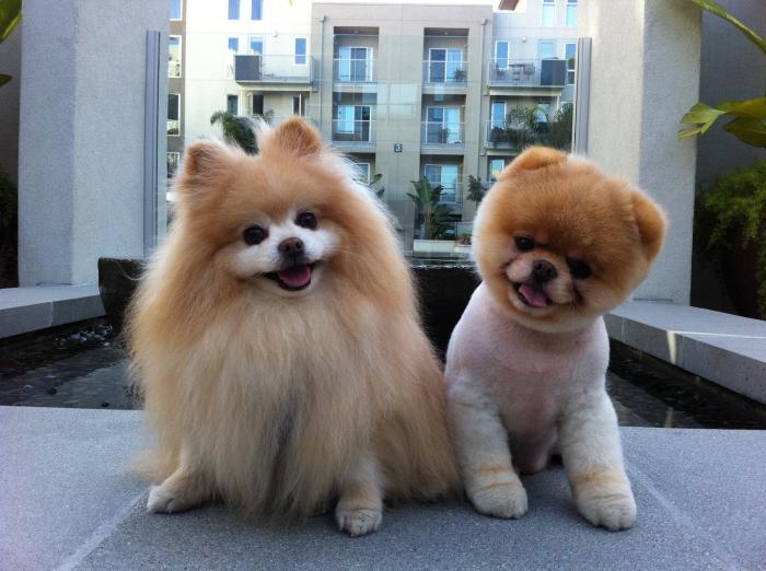 Boo The Dog Wallpapers - Wallpaper Cave How much is boo the dog net worth