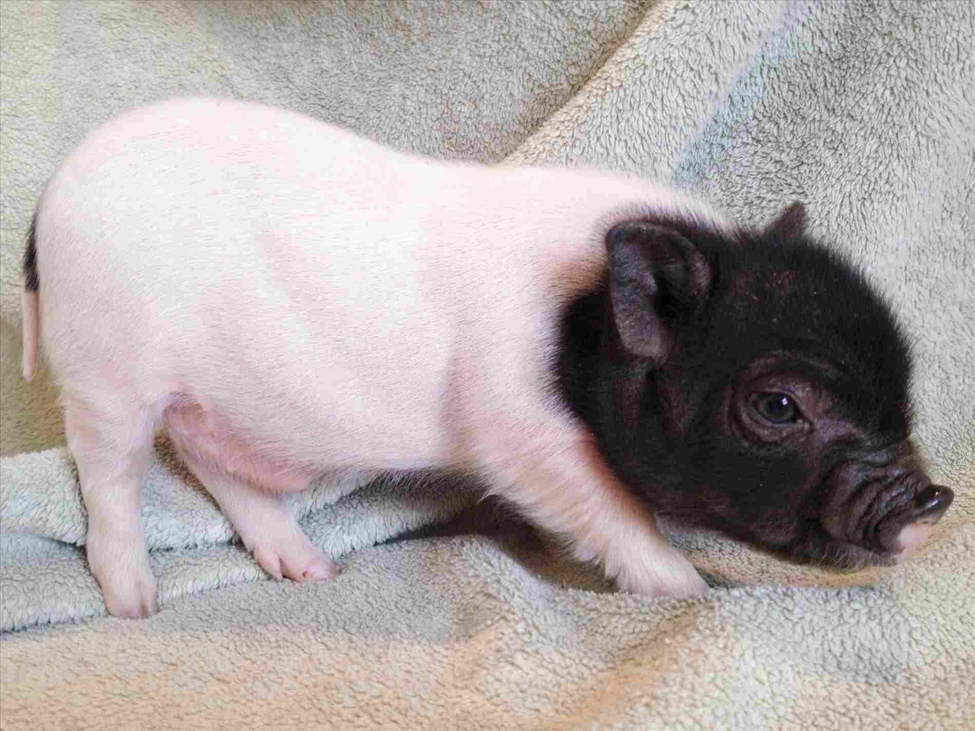 Miniature Pig Wallpapers Wallpaper Cave