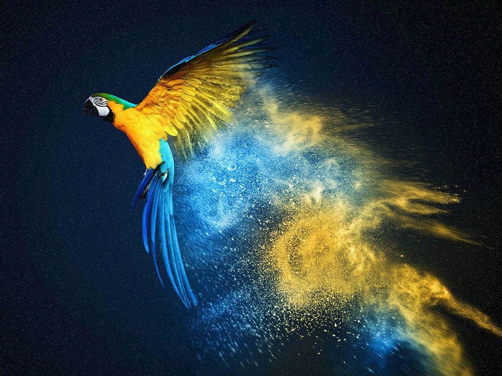 Parrot Security OS Wallpapers Wallpaper Cave