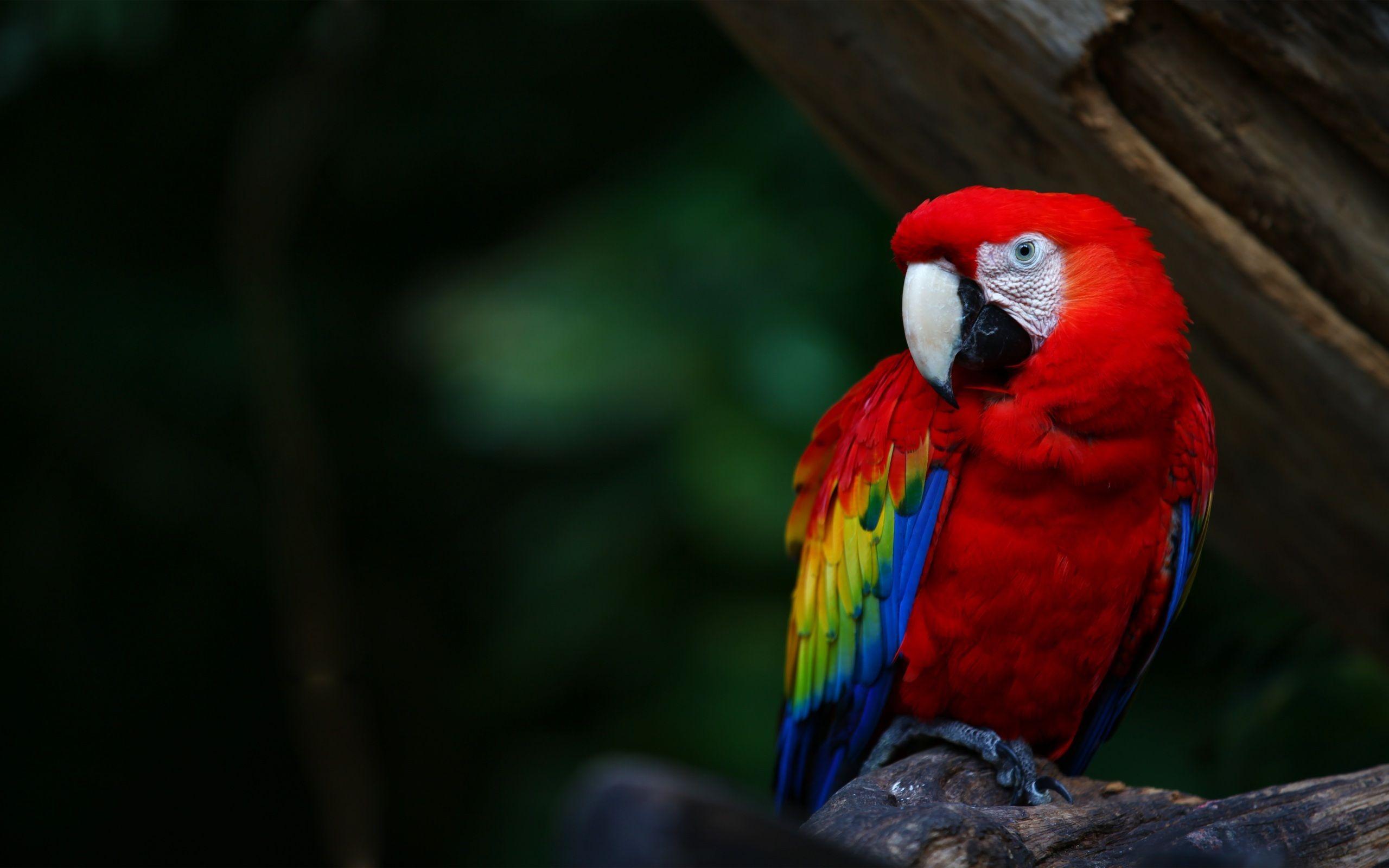 Parrot Security OS Wallpapers Wallpaper Cave
