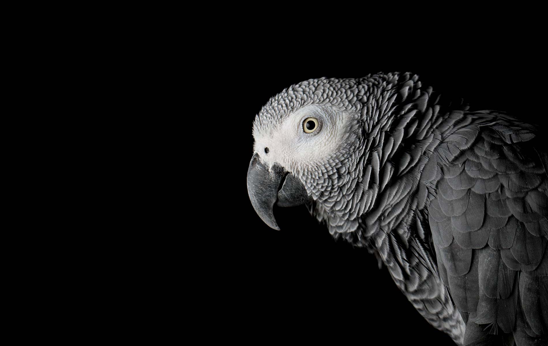 Parrot Security OS Wallpapers Wallpaper Cave