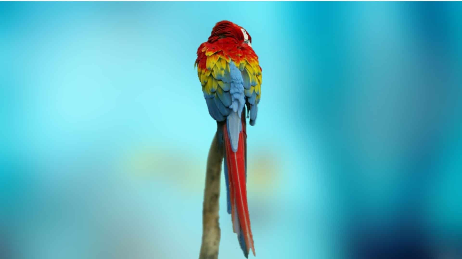 Parrot Security OS Wallpapers Wallpaper Cave