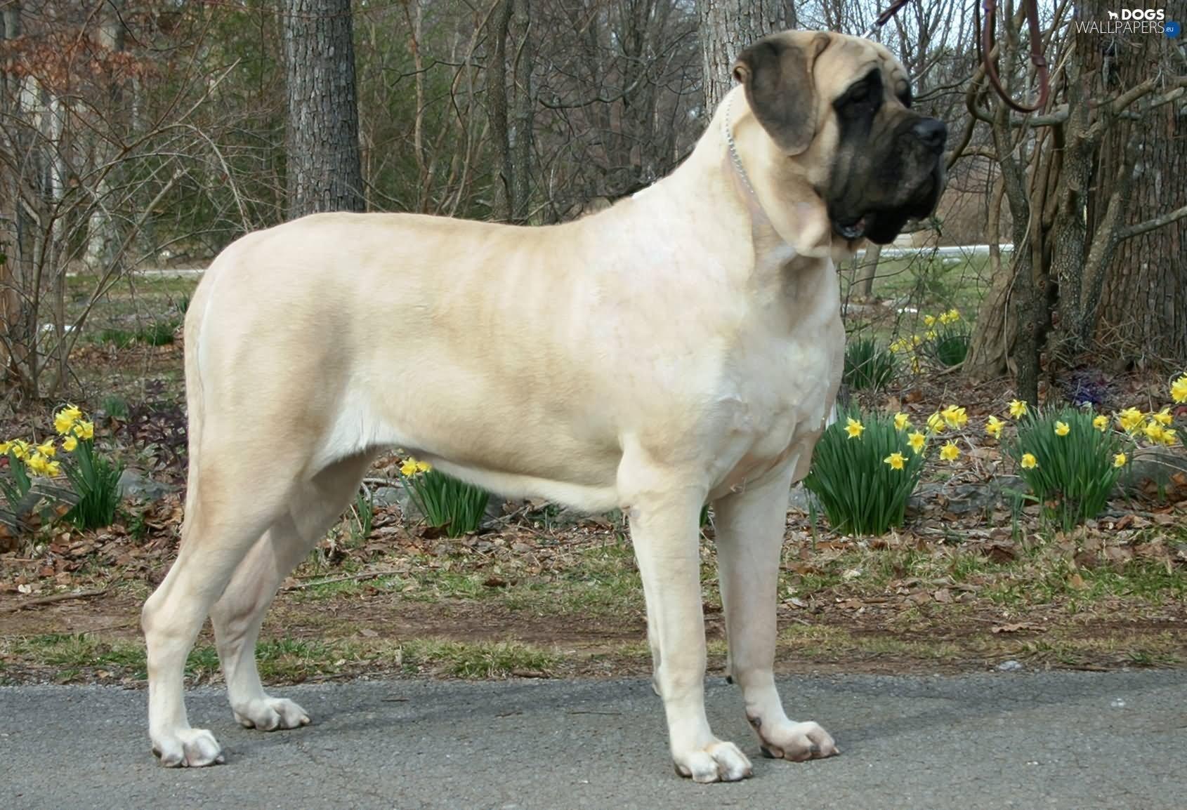 English Mastiff Wallpapers Wallpaper Cave
