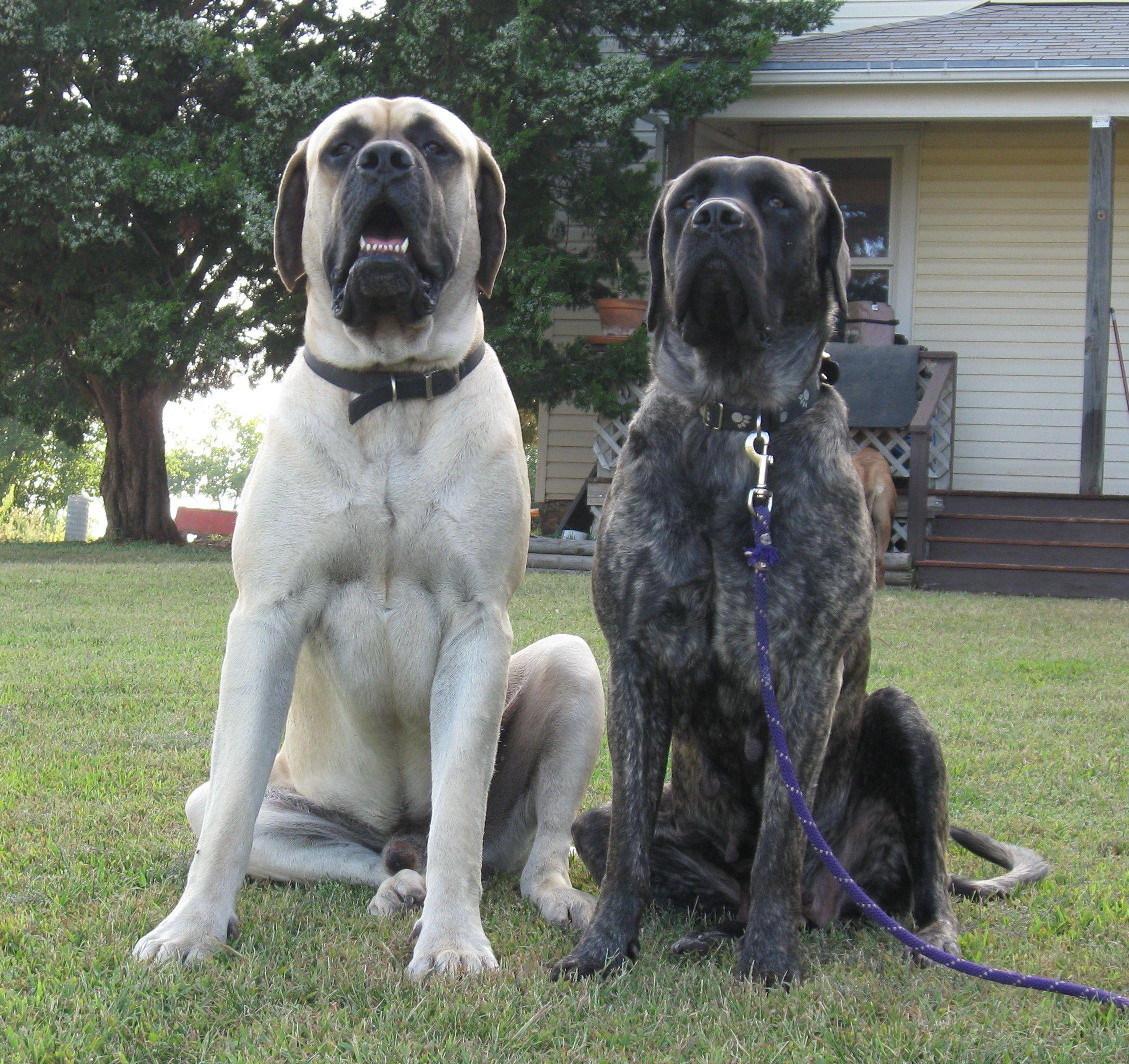 English Mastiff Wallpapers Wallpaper Cave