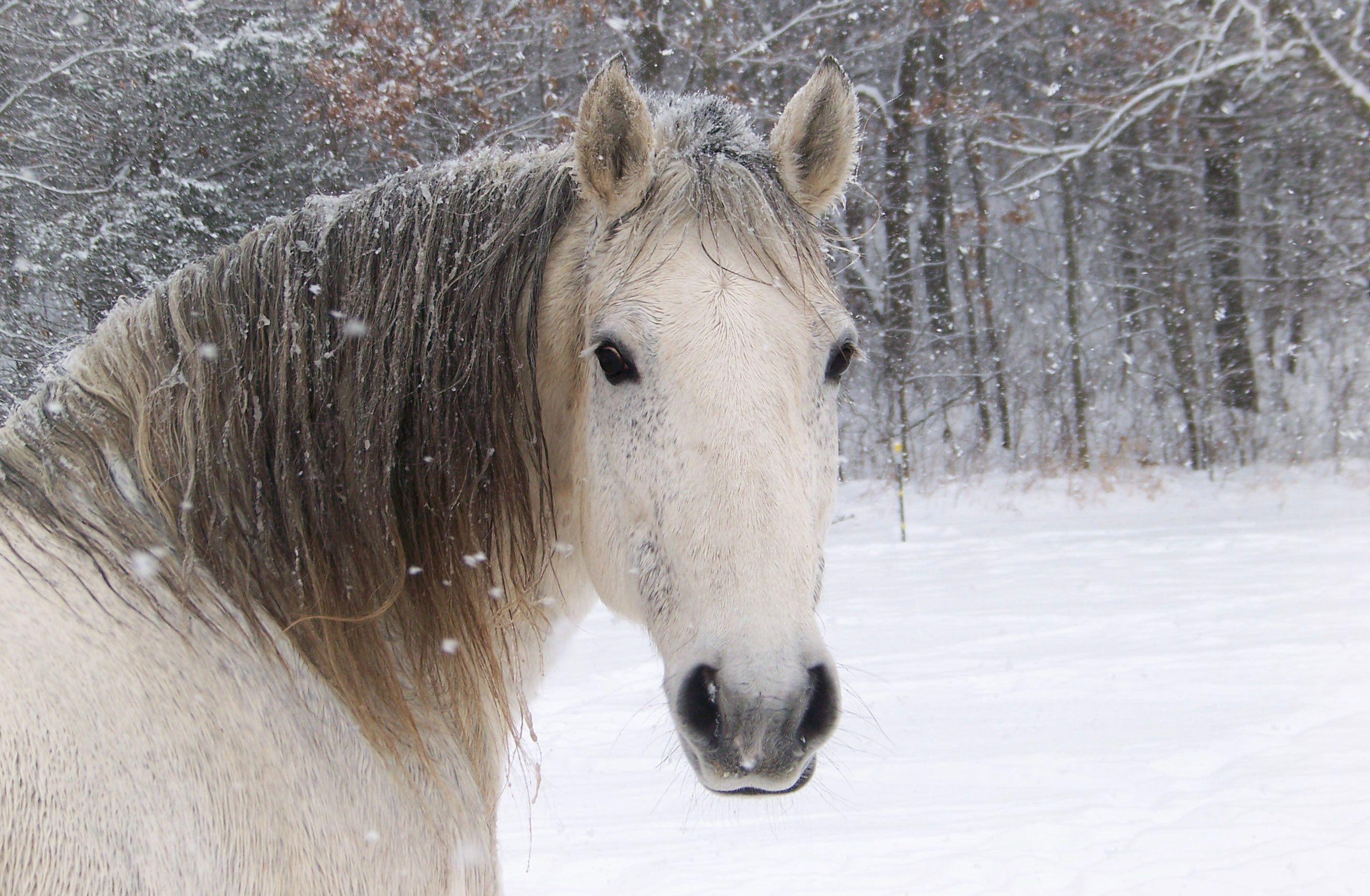 Horses In The Snow Wallpapers Wallpaper Cave