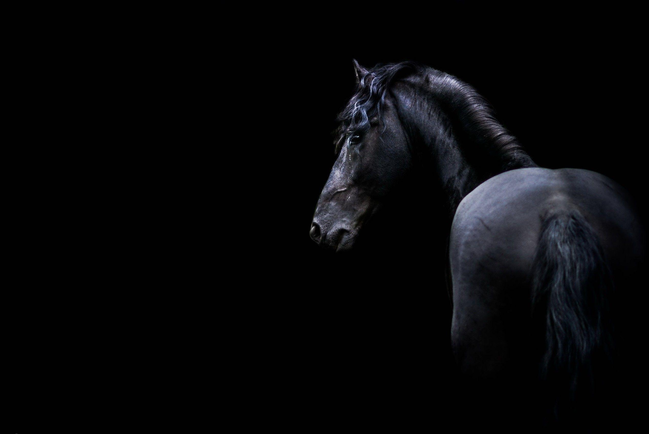 Black Horses Wallpapers Wallpaper Cave