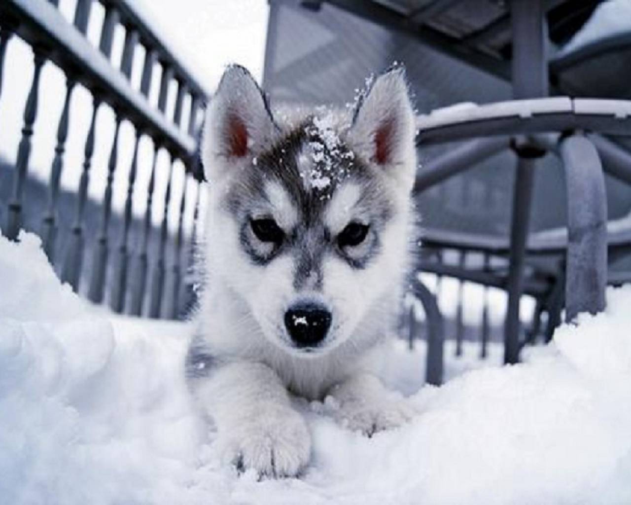 Husky Puppy Winter Wallpapers Wallpaper Cave
