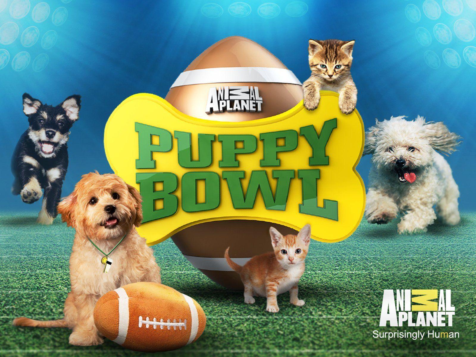 Puppy Bowl 2019 Wallpapers Wallpaper Cave