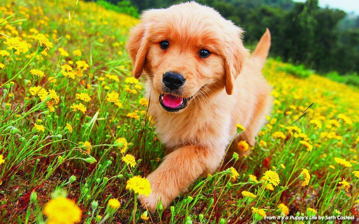 Golden Retriever Puppy Wallpapers Wallpaper Cave