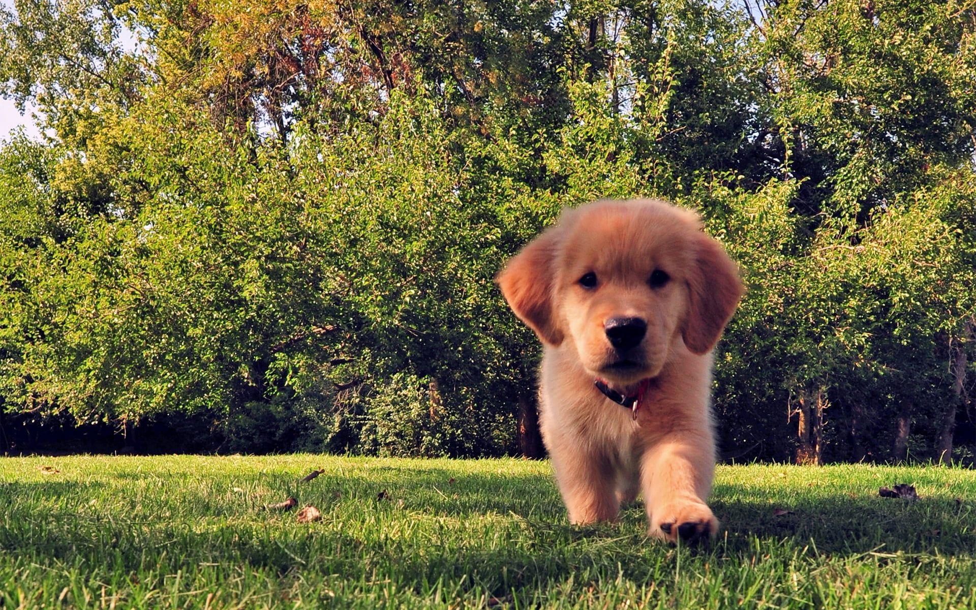 Golden Retriever Puppy Wallpapers Wallpaper Cave