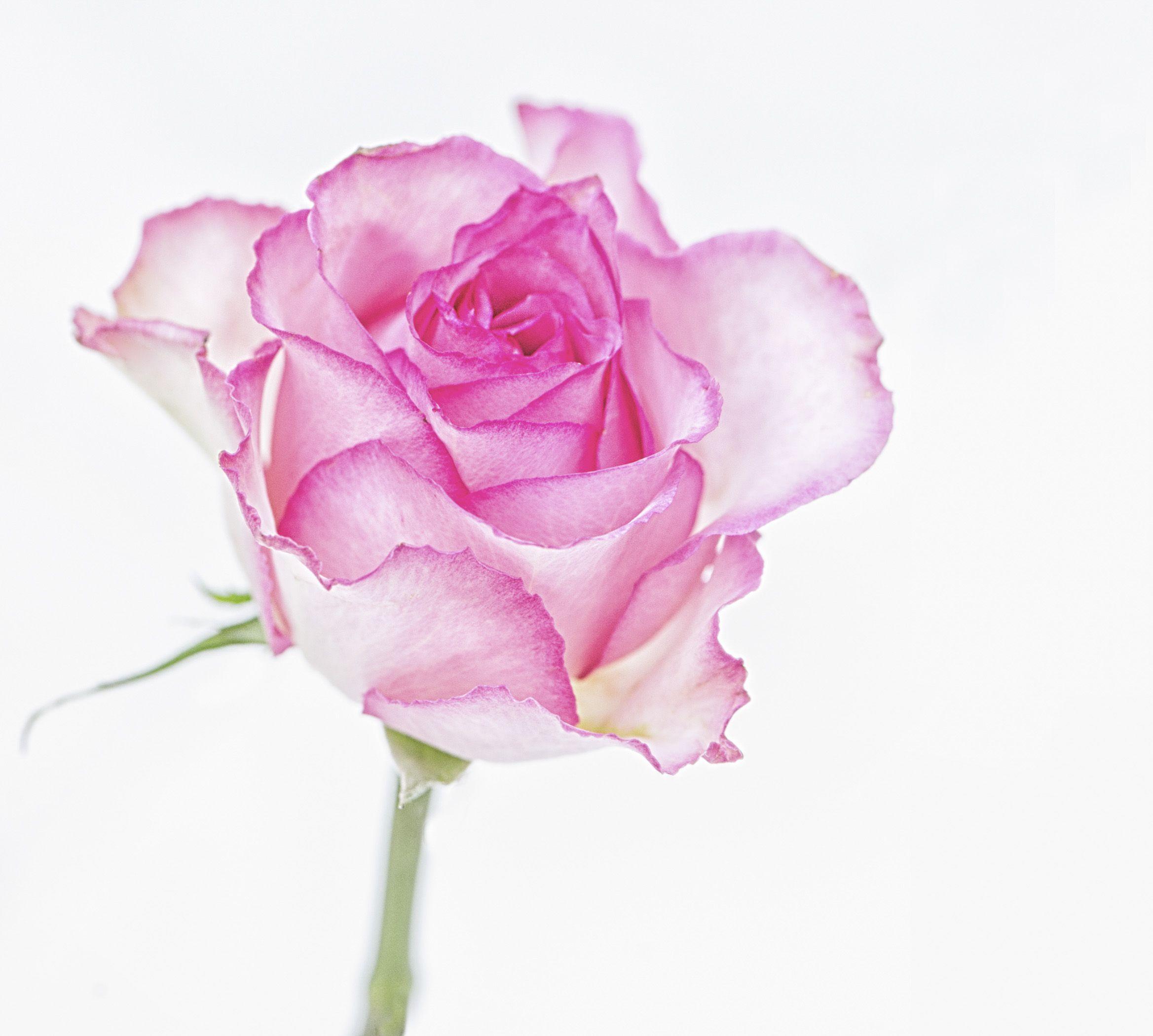Pink Rose White Backgrounds Wallpaper Cave