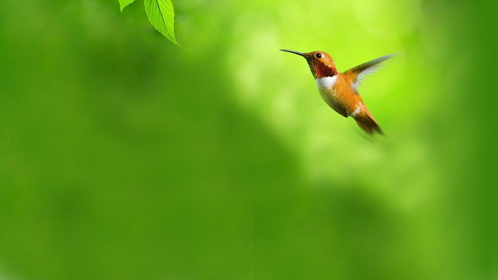 Green Birds Wallpapers Wallpaper Cave