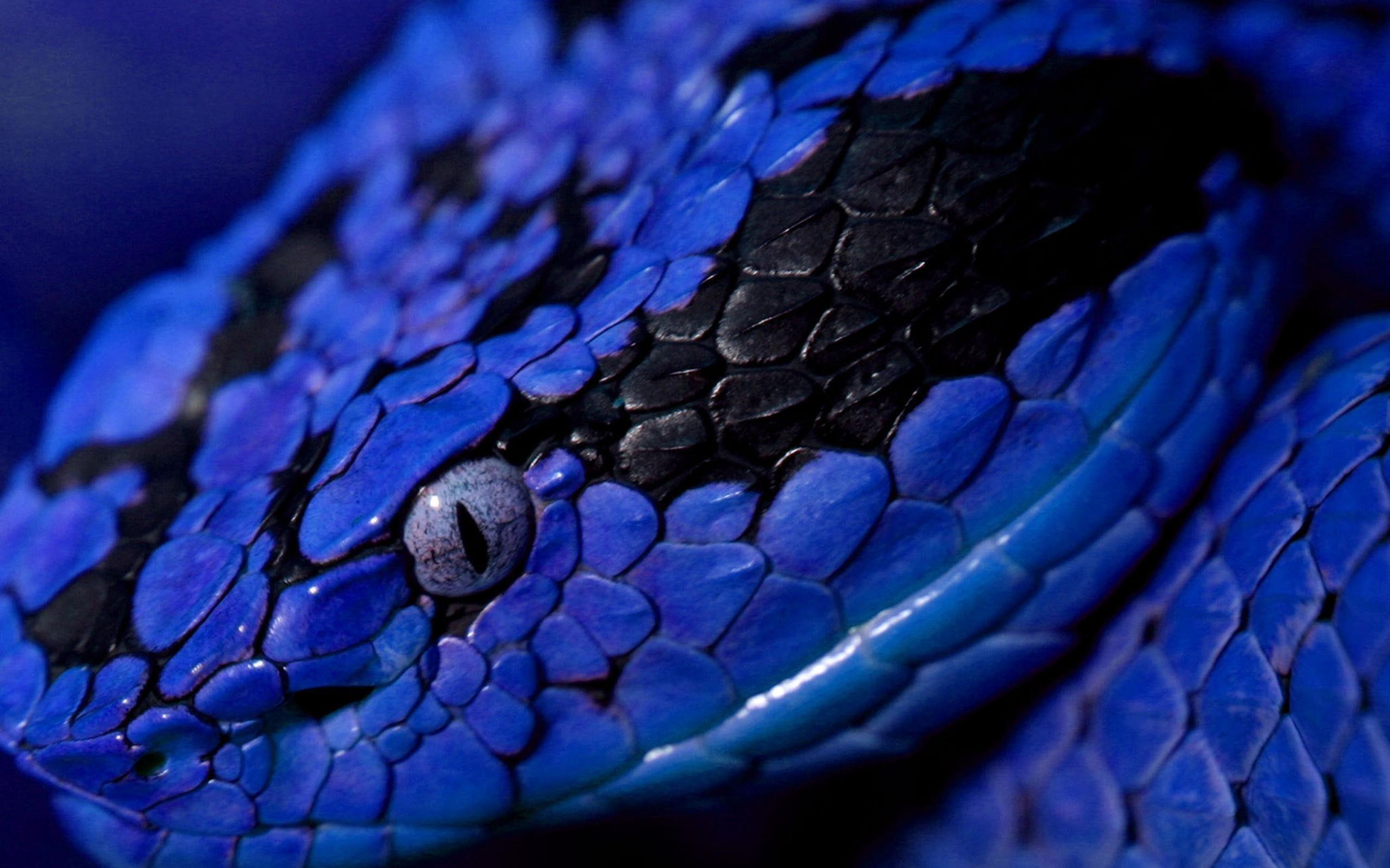 Blue Snake Wallpapers Wallpaper Cave