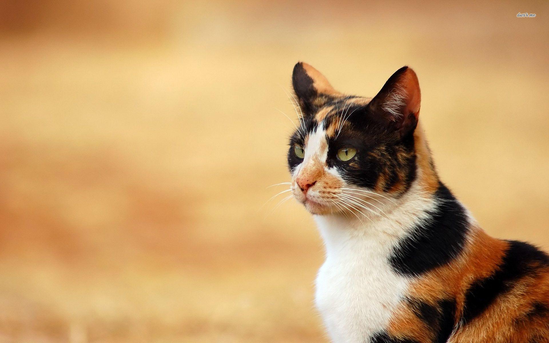 Calico Cats Wallpapers Wallpaper Cave