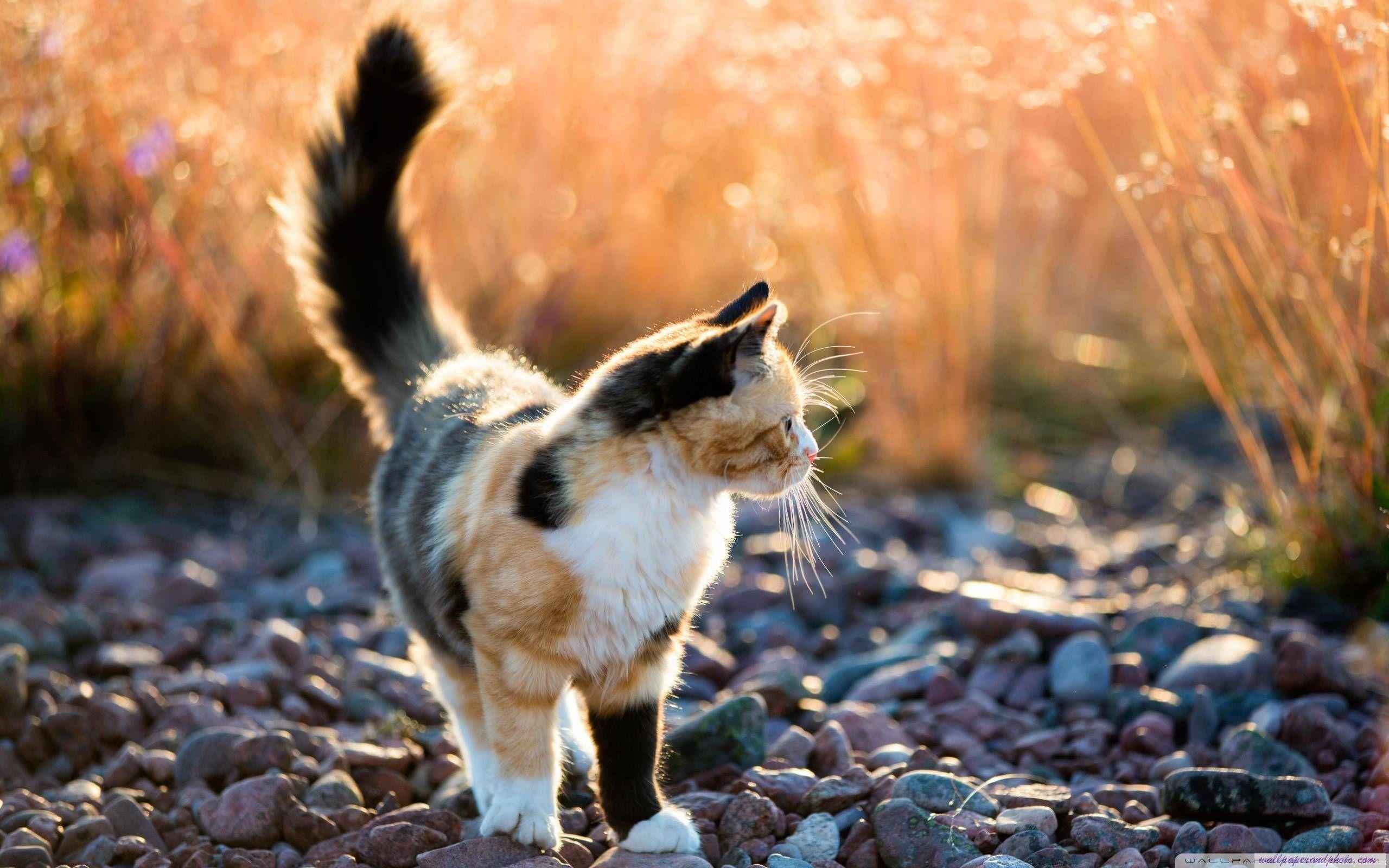 Calico Cats Wallpapers Wallpaper Cave