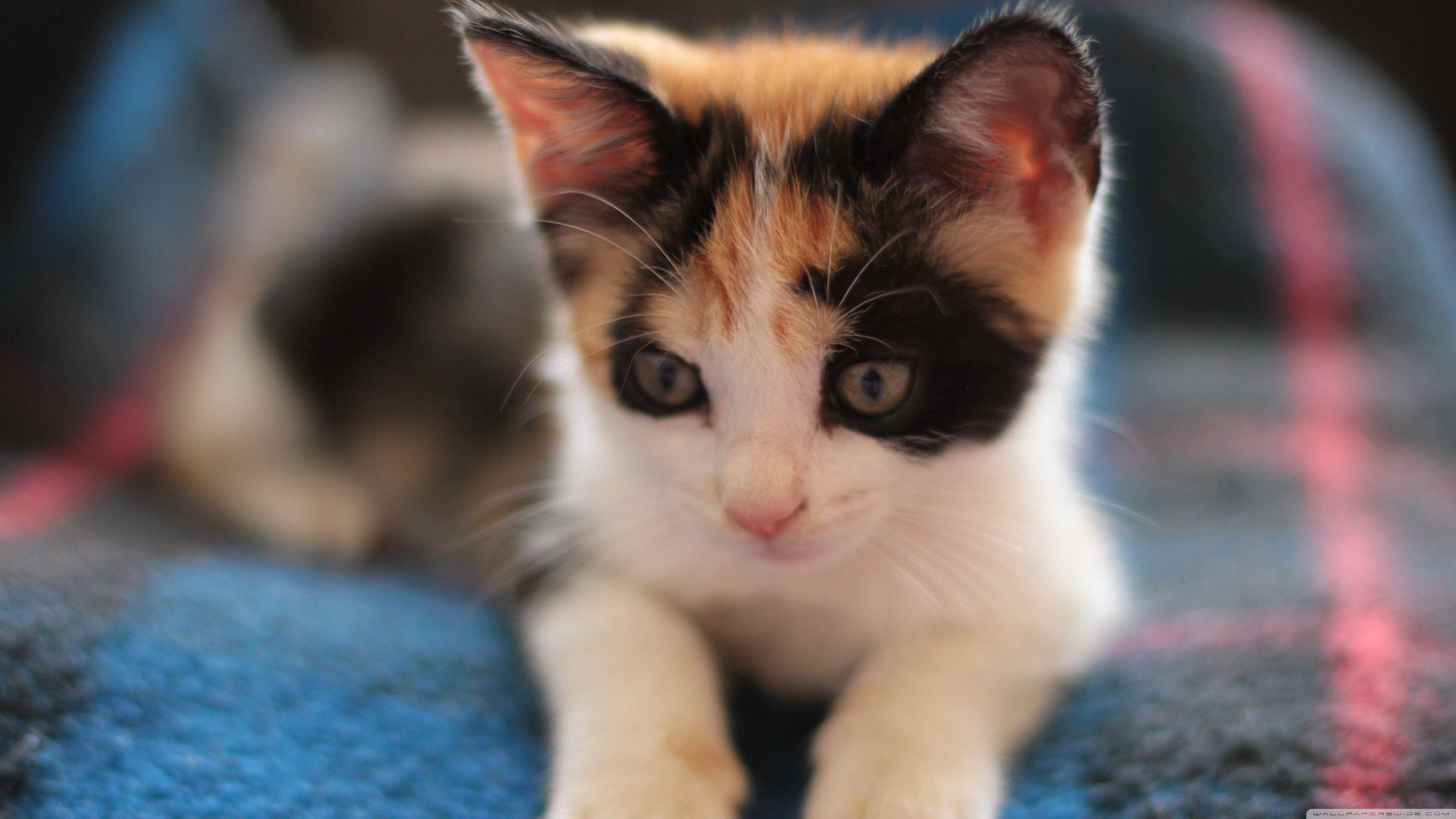 Calico Cats Wallpapers Wallpaper Cave